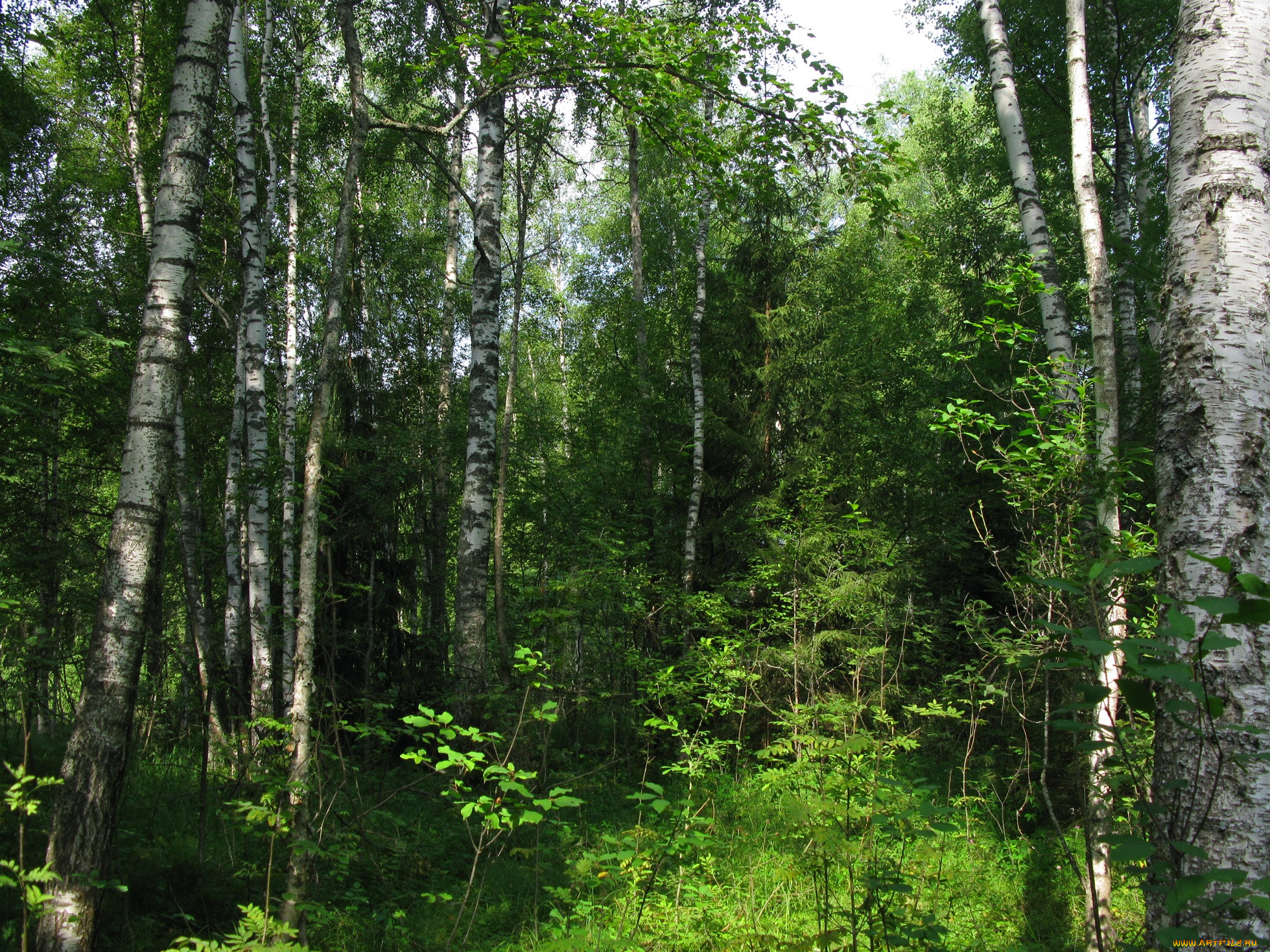 Русский лес картинки
